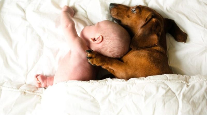 Baby: Czziykpdt-q= Dog – Understanding the Benefits of Introducing Babies to Dogs